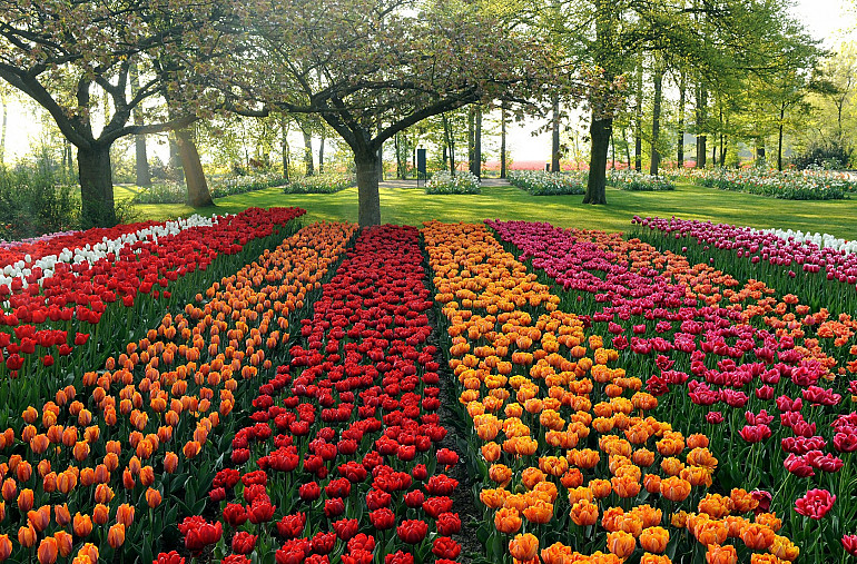 Koninklijke Keukenhof Tour